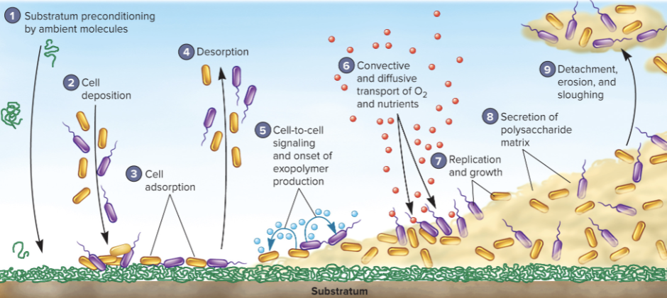 <p>• Microbes reversibly attach to conditioned surface and release polysaccharides, proteins, and DNA to form the <span style="color: yellow;"><strong>extracellular polymeric substance (EPS).</strong></span></p><p>• Additional polymers are produced as microbes reproduce</p><p>and biofilm matures.</p>