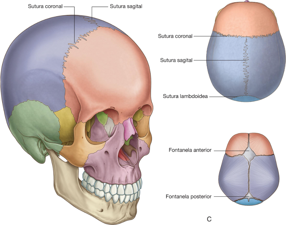 <p>Los numerosos huesos de la cabeza en conjunto formal el cráneo. La mayoría de estos huesos están interconectados por suturas, que son articulaciones fibrosas inmóviles. </p><p>En el feto y el recién nacido, existen unas uniones membranosas de gran tamaño, no osificadas (fontanelas) entre los huesos del cráneo, en particular entre los grandes huesos planos de la región superior de la cavidad craneal, esto permite la deformación de la cabeza durante el parto y el crecimiento posnatal. La mayor parte de las fontanelas de cierran durante el primer año de vida. La osificación completa del delgado tejido conjuntivo ligamentoso que separa los huesos en la línes de sutura, comienza a finales de la segunda década de la vida y finaliza en la quinta. </p><p>En la cabeza únicamente existen 3 pares de articulaciones sinoviales. Las de mayor tamaño son las articulaciones temporomandibulares entre la mandibula y el hueso temporal. Las otras dos se establecen entre los tres huesecillo del oído medio: El martillo, el yunque y el estribo. </p>