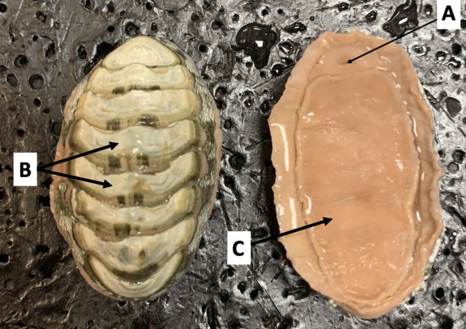 <p>Identify structure C</p>