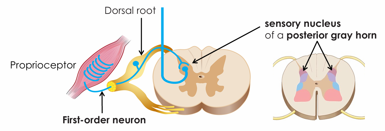 <ul><li><p>From proprioceptors into the posterior gray horn</p></li></ul><p></p>