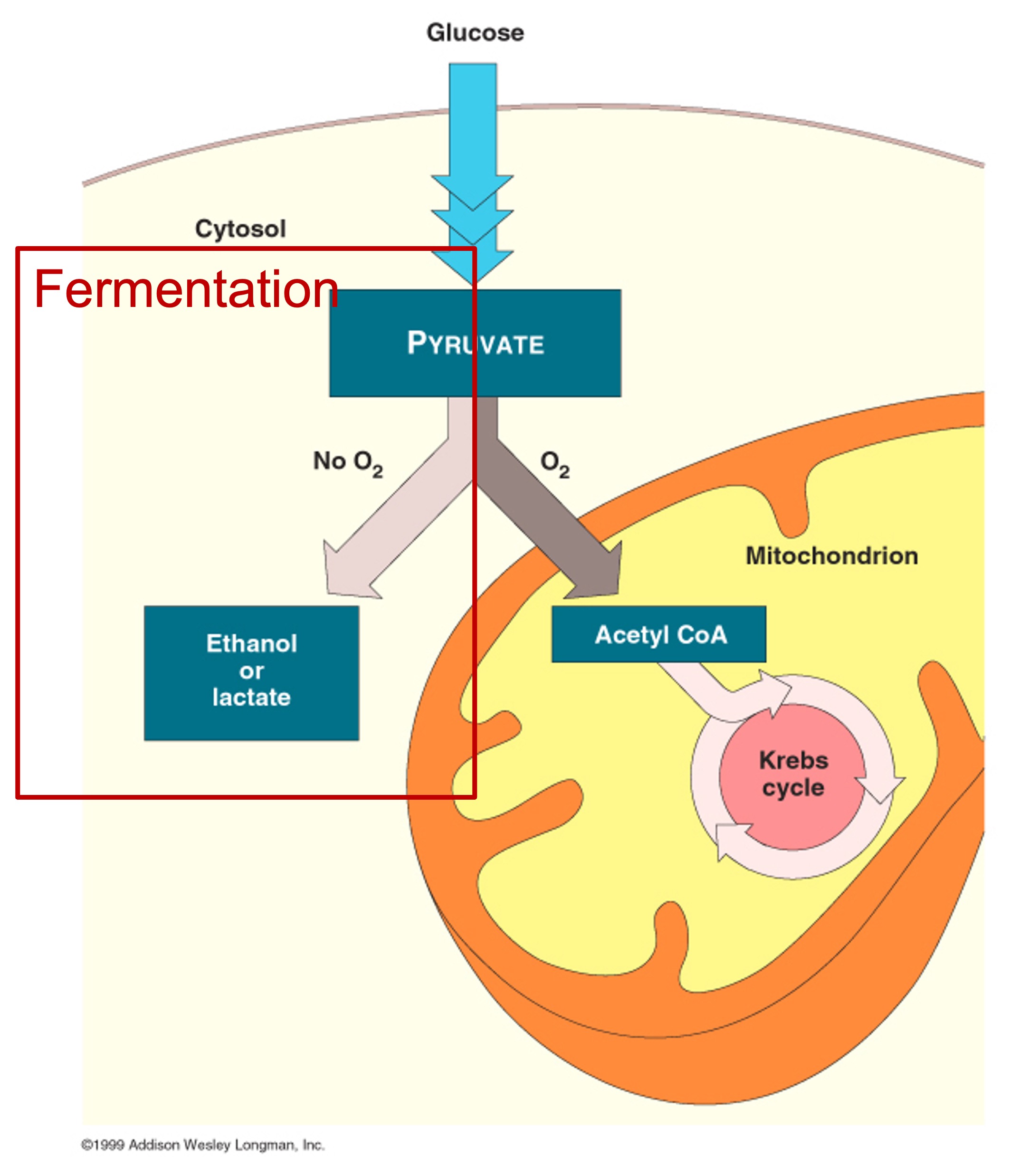 <p>oxygen is present for NADH to carry electrons to ETC and successfully complete cell respiration (oxygen is needed to catch electrons and releases water)</p>