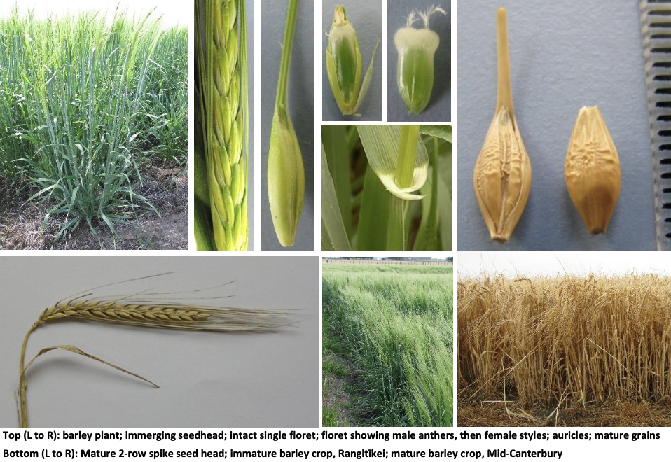 <p><strong>Plant family:</strong> Poaceae<br><strong>Life cycle:</strong> Annual<br><strong>Key persistence / spread:</strong> Seed only<br><strong>Farming systems:</strong> Arable cropping (grain, silage, feed barley)</p><p><strong> How to identify</strong></p><p>It is an upright annual cereal that germinates in autumn or spring depending on sowing time. It establishes quickly and forms a relatively open canopy compared with wheat. Plants are usually pale to medium green and less dense than oats.</p><p>Leaves are long and flat with a rough feel along the margins. At the junction of leaf blade and sheath, barley has short auricles that clasp the stem. The emerging leaf is rolled.</p><p>The most distinctive feature is the seed head. Barley produces a stiff, erect spike with very long, coarse awns extending well beyond the seed head. These awns give flowering crops a bristly appearance and can cause eye or mouth irritation to stock.</p><p>It is commonly confused with wheat, but wheat awns (if present) are much shorter, and the head appears thicker and less bristly.</p>
