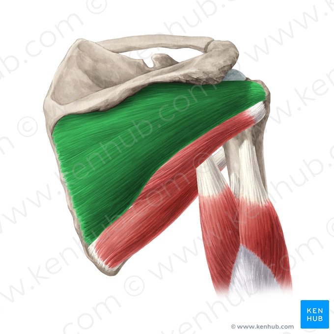 <p>Infraspinatus</p>