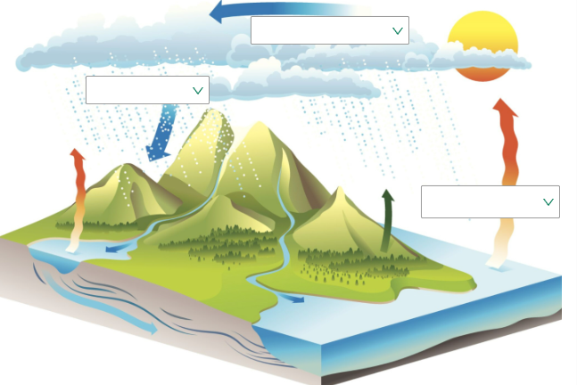 <p>What are the three components to be labeled in the water cycle diagram?</p>