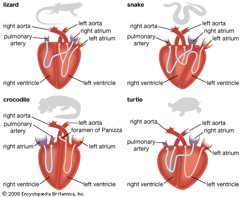 <ul><li><p>3 chambers (crocs 4 chambers)</p><ul><li><p>2 atria (2 atria)</p></li><li><p>1 ventricle (2 ventricles)</p></li></ul></li></ul><p></p>