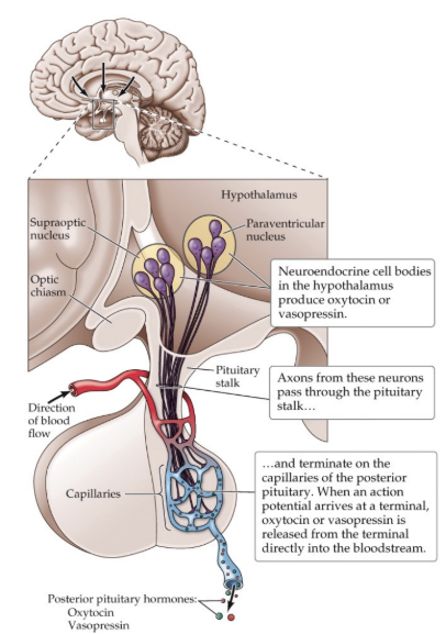 <p>Neurons in the _________ and ___________ of the hypothalamus synthesize oxytocin and vasopressin</p>