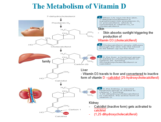 <p>Absorption of Vitamin D2 or Vitamin D3</p>