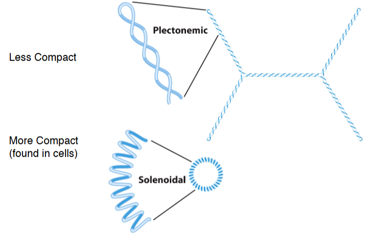 <p><span style="background-color: transparent;">Plectonemic supercoiling does not produce sufficient compaction to package DNA in the cell.</span></p>