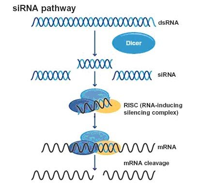 <ul><li><p>siRNA is produced from double-stranded RNA in the cell or introduced synthetically.</p></li><li><p>It binds to a protein complex called the RNA-induced silencing complex.</p></li><li><p>The siRNA is separated into single strands, and the one strand remains attached to the protein complex.</p></li><li><p>This strand is complementary to a specific mRNA molecule.</p></li><li><p>siRNA guides the protein complex to the mRNA and binds to it via complementary base pairing.</p></li><li><p>An enzyme in the protein complex cuts the mRNA, breaking it into pieces.</p></li><li><p>The mRNA is degraded, so translation cannot occur, and the gene is effectively silenced.</p></li></ul><p></p>