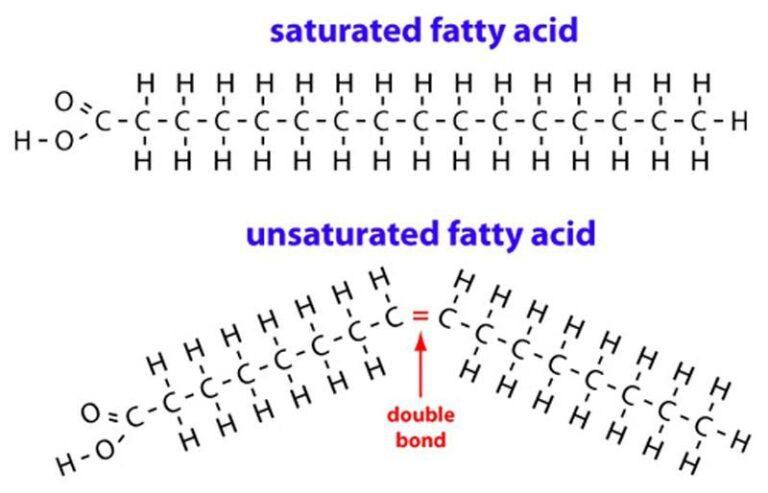 <p>Compare saturated and unsaturated fatty acids.</p>