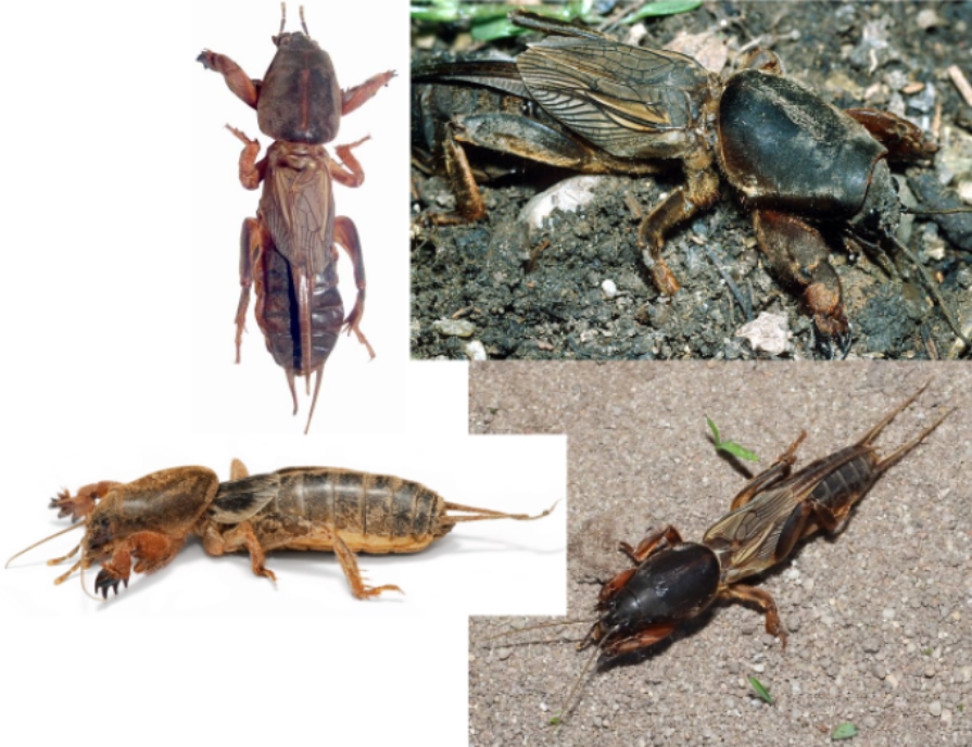 <p>ŘÁD- česky, latinsky</p><p>Podřád- česky, latinsky</p><p>Infrařád- /</p><p>Čeleď- česky latinsky</p><p>Rod- /</p><p>Druh- česky latinsky</p><p>(přední končetiny hrabavé, dva páry křídel, sypké půdy, pár dlouhých cerků, často výskyt břehy vod, pískovny, hnízdo kruhovitá chodba prohloubená)</p>