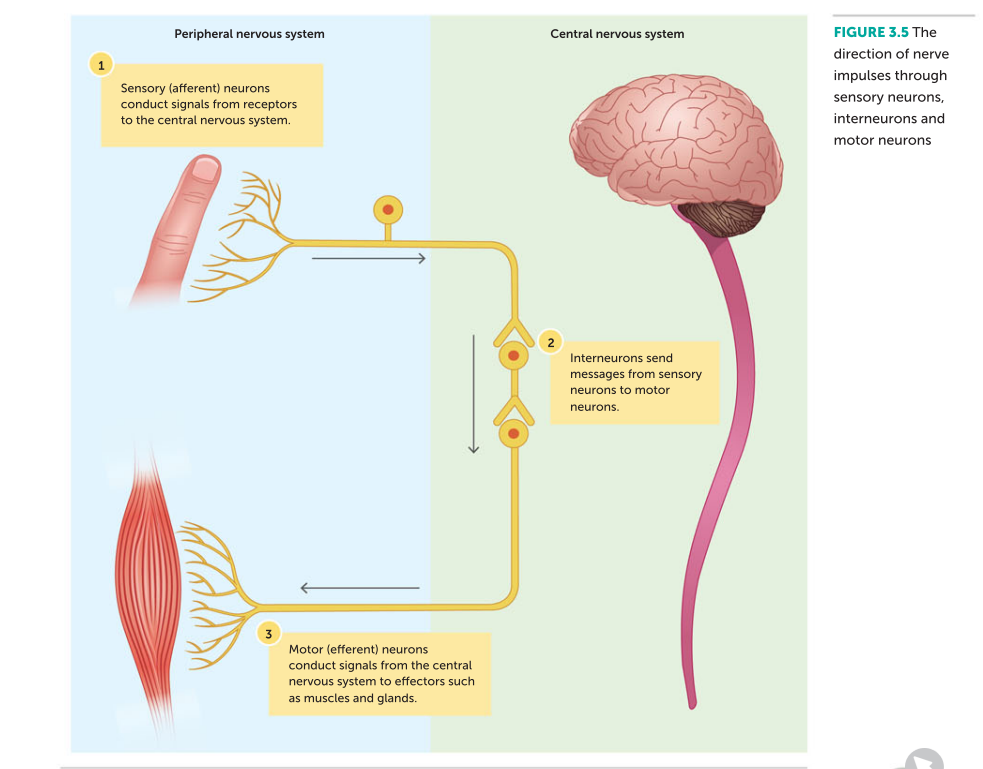 <p>sensory ( afferent) carry messages from recpetors to cns</p><p>motor (efferent) carry messages from cns to effectors liek glands muscles</p><p>interneurons - located inside of cns and are the link between sensor yand motor neurons. also called associaten, connector and realay neruosn</p>