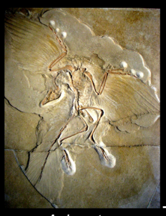 <ul><li><p>upper jurassic</p></li><li><p>limestone </p></li><li><p>UE, germany </p></li></ul><p></p>