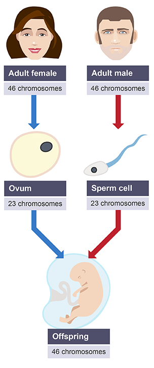 <p>only one chromosome from each pair (23)</p>