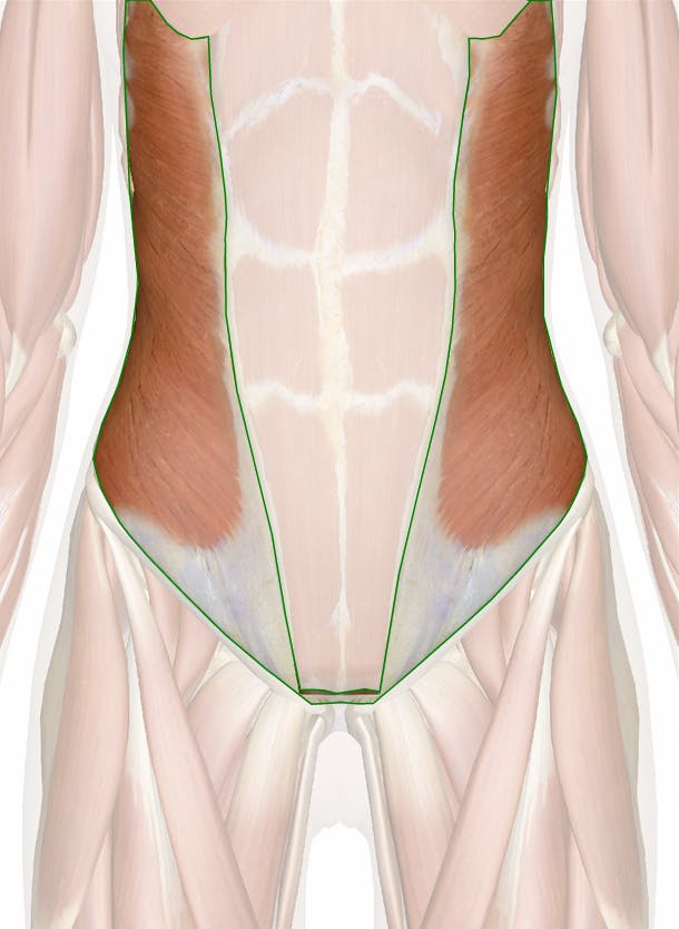 <p>External Abdominal Oblique <strong>origin</strong></p>