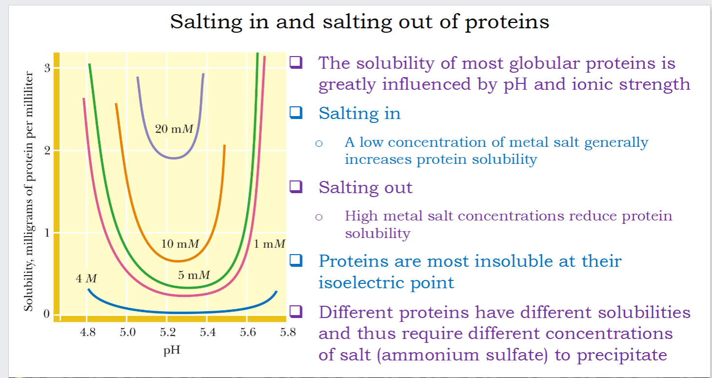 <p><strong>how pH & ions affect protein charge</strong></p><ul><li><p>Salting in: a low concentration of metal salt generally<br>increases protein solubility</p></li><li><p>Salting out: when the protein is no longer soluble in the high-salt solution, it<br>precipitates</p></li><li><p>Proteins are most insoluble at their isoelectric point</p></li></ul><p></p>