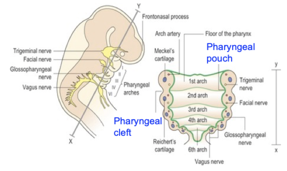 <p>Also called branchial arches:</p><ul><li><p>Outer covering of ectoderm. </p></li><li><p>Mesenchymal core derived from mesoderm as well as neural crest cells. </p></li><li><p>Lined inside with endoderm. </p></li></ul><p></p><p>EACH pharyngeal arch contains:</p><ul><li><p>central cartilagionous skeletal element (derived from neural crest). </p></li><li><p>Striated muscle rudiment (derived from head mesoderm). </p></li><li><p>Arch-specific cranial nerve. </p></li><li><p>Aortic arch artery (endothelial cells derived from mesoderm). </p></li></ul><p></p>