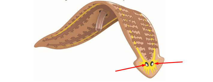 <p>what? define?</p>