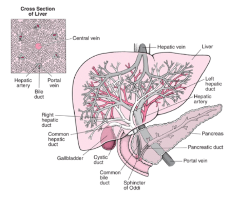 <p>Digestion of Lipids - NON-Ruminants - Contraction of the stomach stimulates the release of the hormone “GASTRIN” which contracts the gallbladder &amp; relaxes the Sphincter of Oddi to release _________</p>