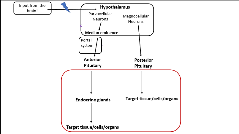<p>What does the median eminence release into the portal system to the anterior pituitary?</p>