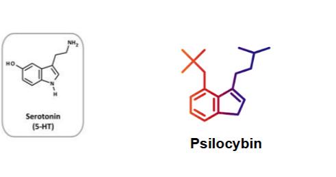 <p>indole + amine group → homologous to serotonin (bind with high affinity to serotonin receptors)</p>
