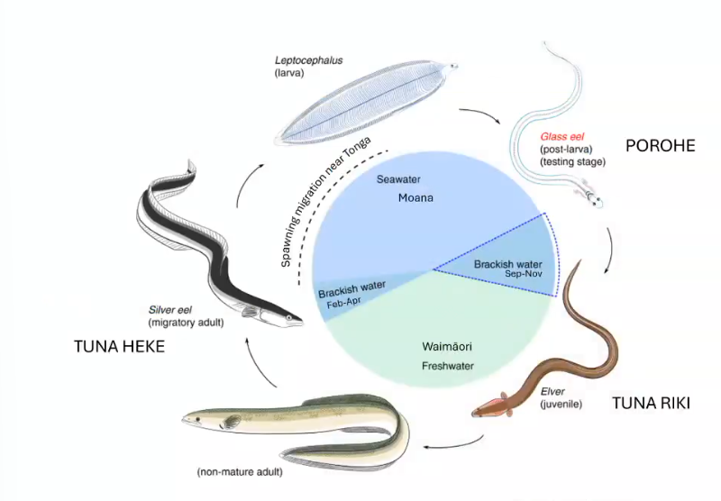 <p>Which stage in the tuna cycle is ready for harvest?</p>