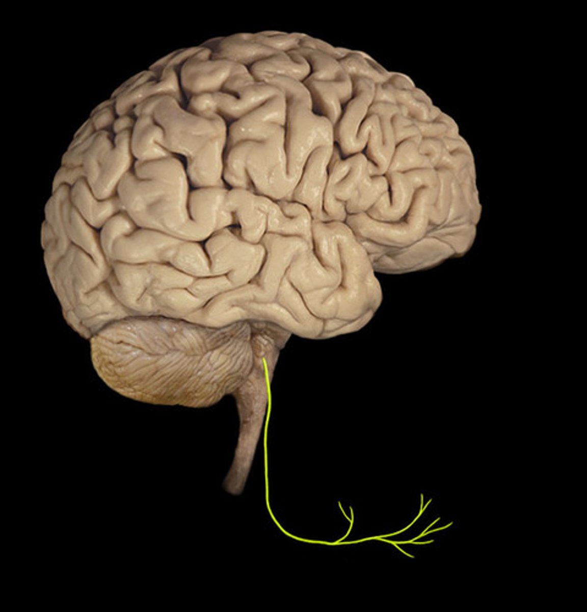 <p>Tongue movement</p>