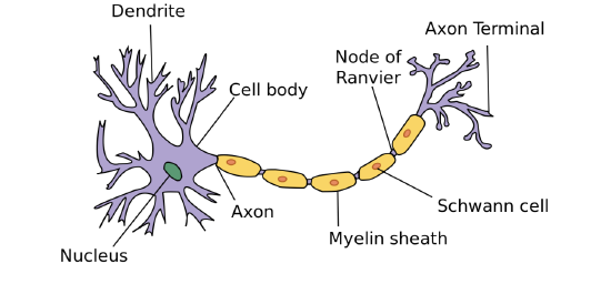 knowt flashcard image