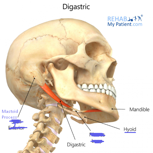 <p><strong>Origin:</strong> Mandible &amp; Mastoid process.</p><p><strong>Insertion: </strong>Hyoid bone.</p><p><strong>Action: </strong>Depresses (opens) mandible; elevates hyoid.</p><p><strong>Antagonist: </strong>Masseter or Temporalis muscle.</p>