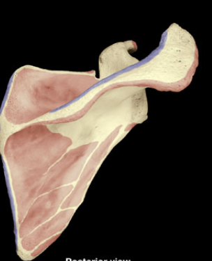 <p>Scapula - shoulder blade </p><p>Articulate with humerus head</p><p>form shoulder joints</p>