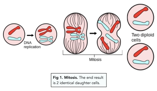 <ul><li><p>Each chromosome is duplicated (before mitosis begins) so there are exactly 2 pairs of each chromosome when the cell is about to divide</p></li><li><p>When the nucleus divides into two, one copy of each chromosome goes to each daughter cell, maintaining the same number of chromosomes as the original cell</p></li><li><p>Daughter cells are diploid</p></li><li><p>Only one cell division occurs</p></li></ul><p></p>