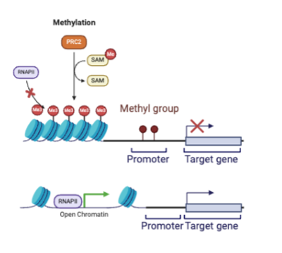<p>addition of methyl group. high methylation=low gene expression; low methylation=high gene expression</p>