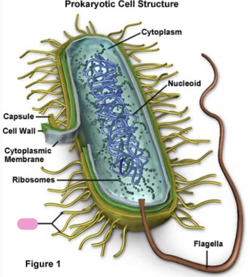 <ul><li><p>help with attachment to surfaces</p></li><li><p>transfer of DNA between bacteria</p></li></ul><p></p>