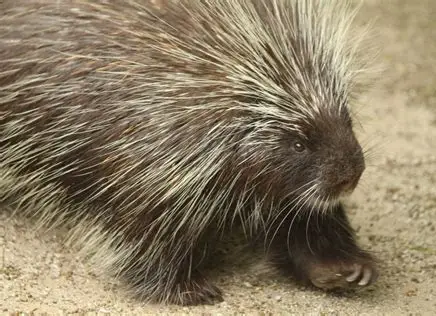 <p>What Mammal is this?</p>