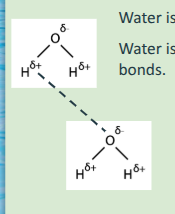 <p>Water is a polar covalent molecule because the oxygen atom forms two Covalent bonds with hydrogens </p><p>*Two hydrogen atoms form covalent bonds with an oxygen atom.</p><p>-The electrons are shared unequally between the oxygen and hydrogen atoms in water molecules.</p><p>-The oxygen atom has a more positive nucleus than the hydrogen atoms, and has a greater attraction for (the negatively charged) electrons.</p><ul><li><p>Oxygen has a slightly negative charge (δ-)</p></li><li><p>Hydrogen has a slightly positive charge (δ+)</p></li></ul><p></p><p>NOTE: If asked to draw two water molecules and a hydrogen bond, the hydrogen bond should be a dashed line. The covalent bonds between the oxygen and hydrogens in a water molecule should be solid lines.</p>