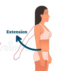 <p><mark data-color="#2c3079" style="background-color: rgb(44, 48, 121); color: inherit;">Posterior:</mark> Deltoid → extends and laterally rotates arm.</p>