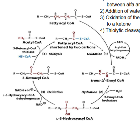 <p>What happens during oxidation?</p>