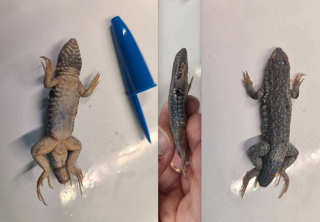 <p><span>Scientific name and distinguishing feature</span></p>