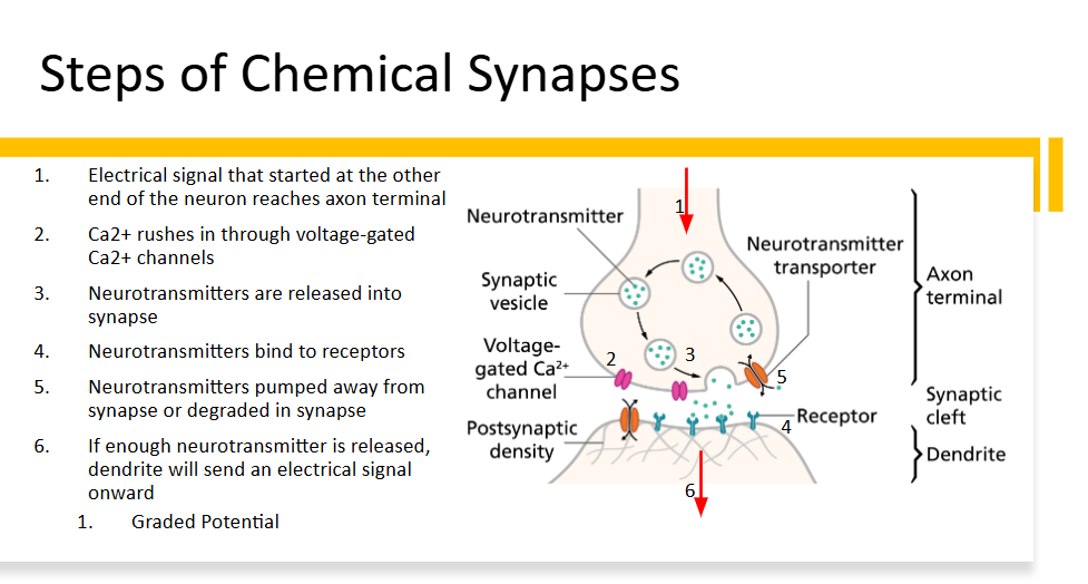 <p>Through neurotransmitters released into the synaptic cleft, which bind to receptors on the postsynaptic neuron.</p>