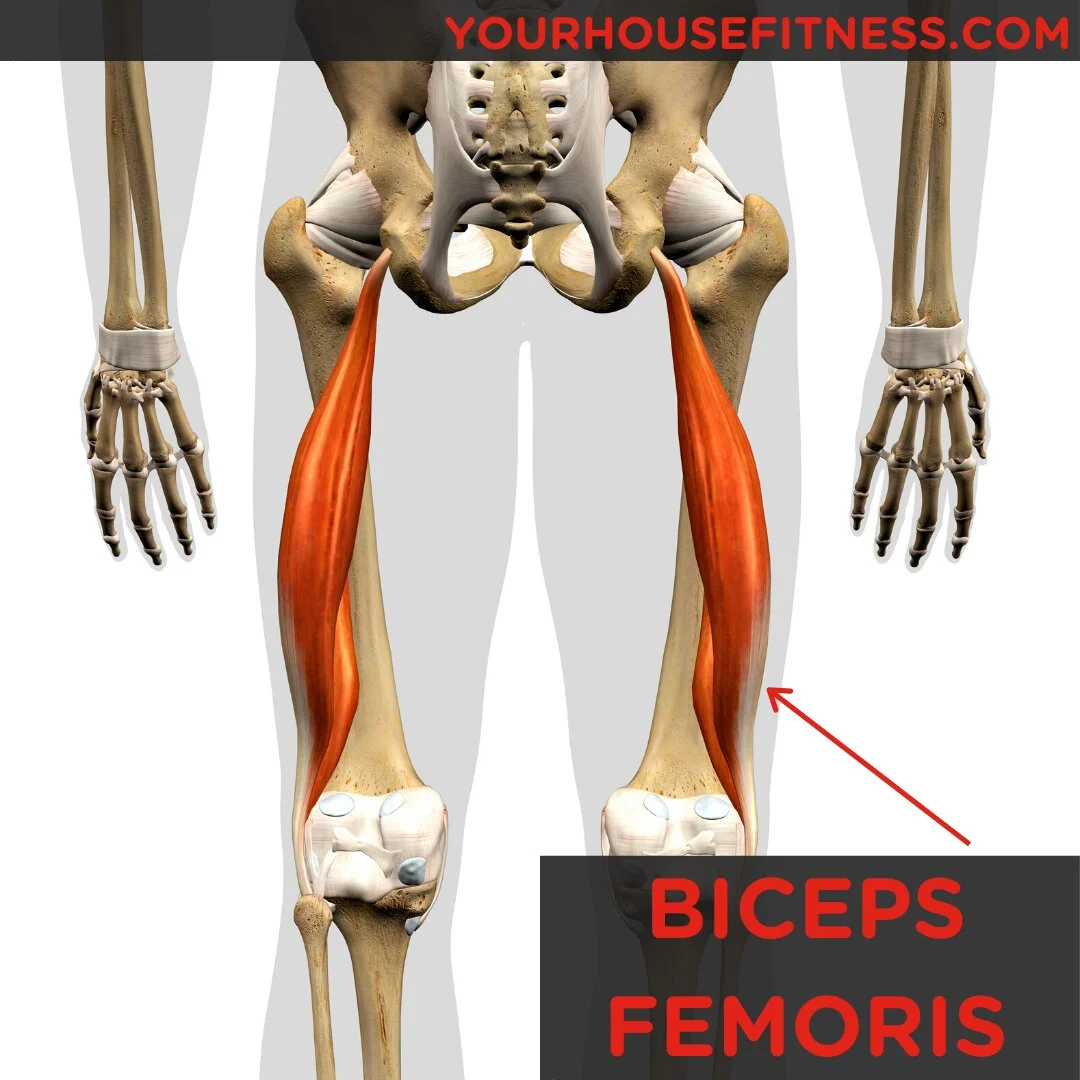 <p>Biceps femoris</p>