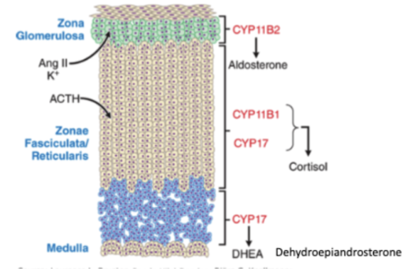 <p><span style="background-color: transparent;"><strong>_______ + _______ are the 2 <u>physiologic</u> corticosteroids <u>secreted by adrenal cortex</u></strong></span></p>