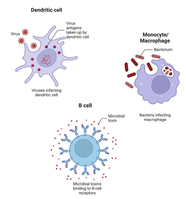 <p>antigen presenting</p>