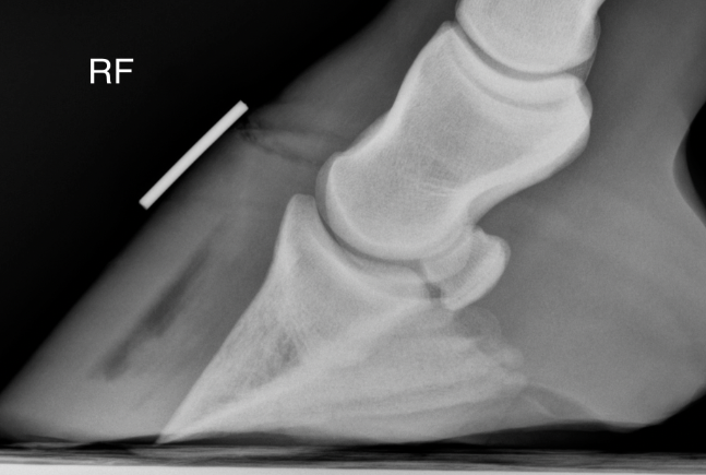 <p>High Voltage undergoes radiography of the right front foot following a 3-day history of lameness.</p><p>The radiograph shows multiple structures with clearly different brightness levels.</p><p>The clinician reviewing the image identifies: the hoof wall and coronary band region (soft tissue), the coffin bone (dense cortical bone), a small gas pocket within the foot (laminar gas), periarticular soft tissue swelling, and the surrounding air outside the limb.</p><p>The student is asked to correctly rank these structures from most attenuating (brightest) to least attenuating (darkest).</p><p>Lateromedial projection of the right front foot.</p><p></p><p><strong>Which ranking correctly orders these structures from highest X-ray attenuation (brightest on the image) to lowest X-ray attenuation (darkest on the image)?</strong></p><p>a. Soft tissue → coffin bone → surrounding air → laminar gas — ordered by structural visibility, since the most clearly visible structures must be attenuating the most X-rays.</p><p>b. Coffin bone → laminar gas → soft tissue → surrounding air — bone is brightest, gas is next because it is a distinct structure, then soft tissue, then air.</p><p>c. Coffin bone → soft tissue (hoof wall/coronary band) → laminar gas → surrounding air — ordered from highest to lowest attenuation based on density and atomic composition.</p><p>d. Surrounding air → laminar gas → soft tissue → coffin bone — ordered from lowest to highest attenuation, since the image is read from dark to bright.</p>