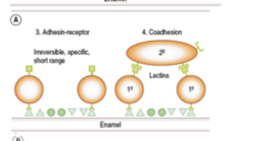 <p>4. Adhesion- receptor (the receptors lock with the ligand)- permanent, irreversible and short range</p><p>5. coadhesion (binds with the lectins)</p><p>*these are the late colonizers</p>