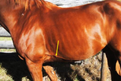 <p>it courses along the thoracic body wall at about the level of the olecranon, it should be avoided. </p><p>thoracocentesis (tapping the pleural cavity) is usually done just dorsal to the superficial thoracic vein. the needle is inserted between the 7th on the R side and 8th/9th ICS on the L side</p>