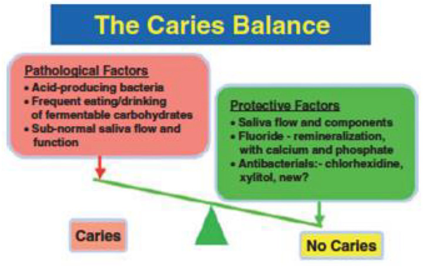 <p>key pathological and protective factors determine whether the caries process progresses, reverses, or is in balance</p>