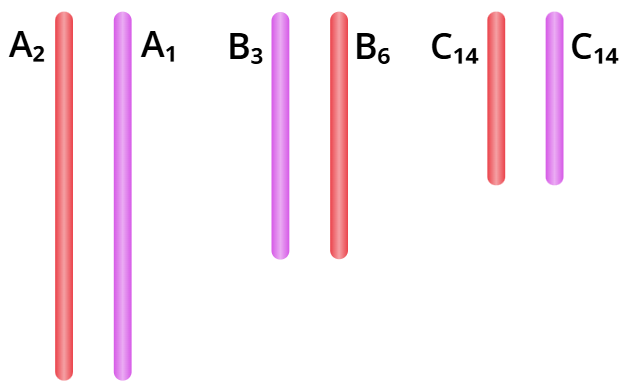 <p><strong>Colored bars indicate …….</strong></p><p><strong>letters indicate different …..</strong></p><p><strong>subscripted numbers identify different ……. </strong></p><p><strong>Red bars represent chromosomes that came from this individual's mother (maternal); lavender bars represent chromosomes that came from this individual's father (paterna). </strong></p><p><strong>***…… chromosomes look the same and carry the same genes, though they may carry different alleles.</strong></p><p><strong>what is n = number? hapoloid number</strong></p><p><strong>are these replicated?</strong></p><p><strong>if the first cell was tretraploid (4), what would the duaghter cells be</strong></p>