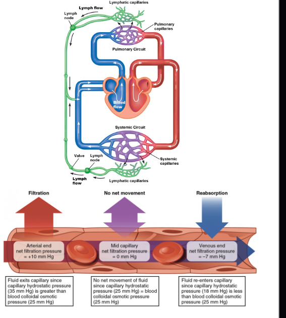 <p>Why does excess fluid need to be returned to circulation?<br></p>
