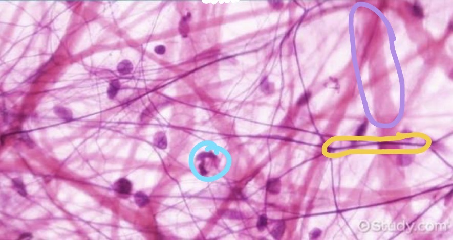 <p>what is purple indicated structure?</p>