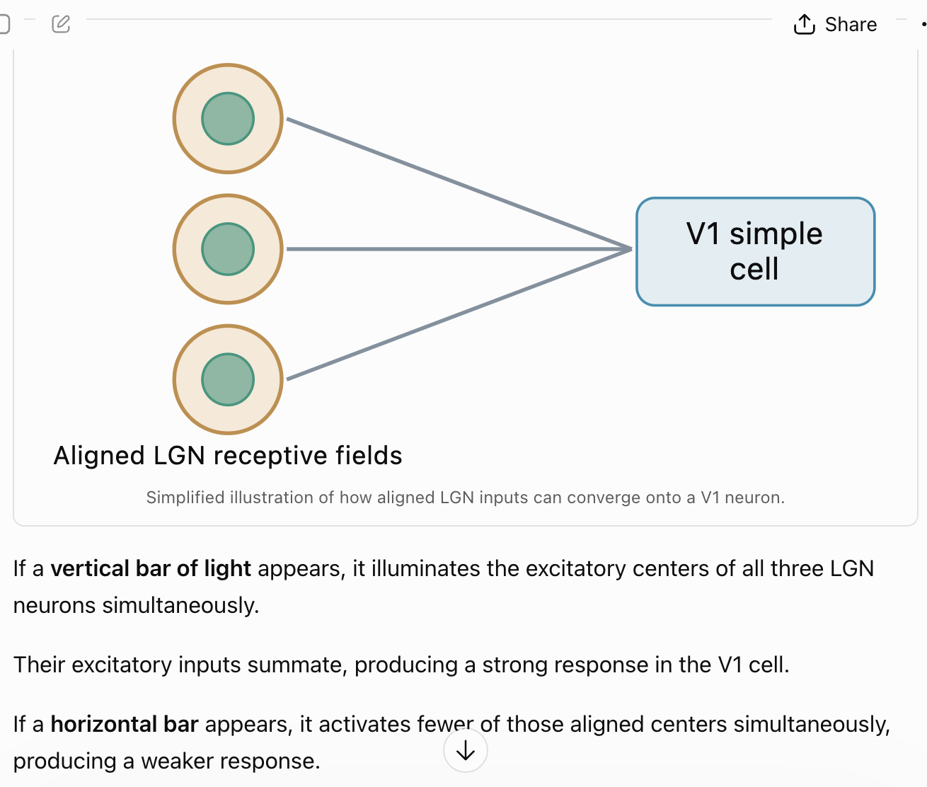 <p>V1 simple cells are neurons that have spatially organized excitatory and inhibitory subregions in its receptive field</p>